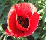 Papaver macrostomum