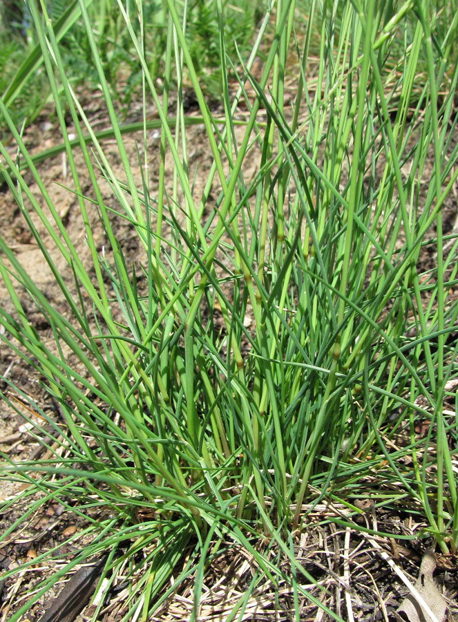 Изображение особи Festuca rubra.