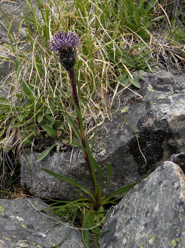 Изображение особи Saussurea schanginiana.