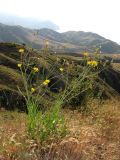 Scorzonera taurica. Цветущее растение. ЮВ Крым, гора Эчки-Даг. 10 июня 2011 г.