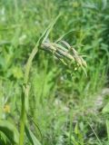 Image of taxon representative. Author is Юрий Панов