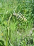 Epipactis palustris