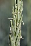 Image of taxon representative. Author is Дмитрий Орешкин