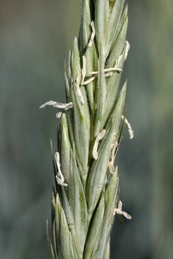 Image of Leymus arenarius specimen.
