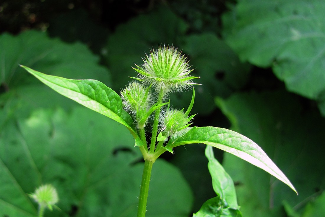 Image of Dipsacus pilosus specimen.