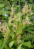 Aconogonon jurii