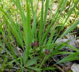 Sisyrinchium septentrionale