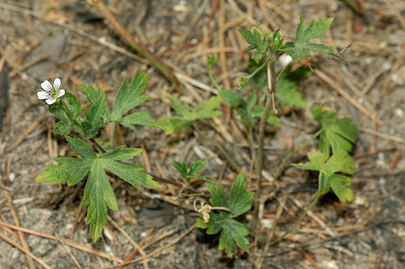Image of Geranium sibiricum specimen.