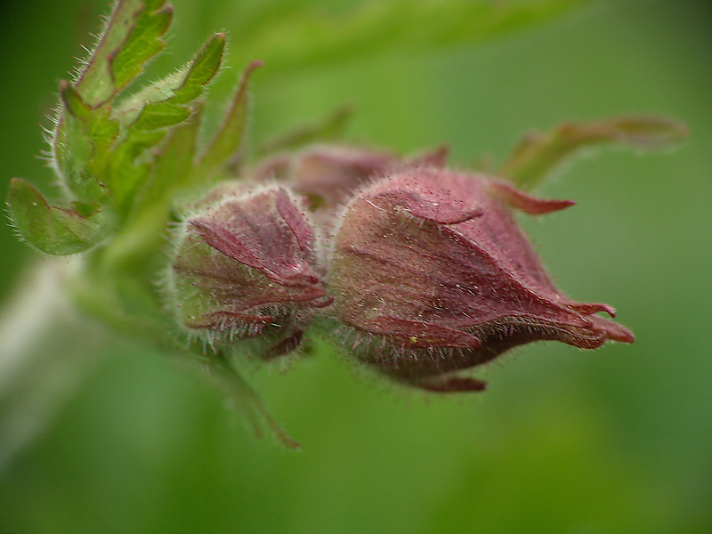 Image of Comarum palustre specimen.