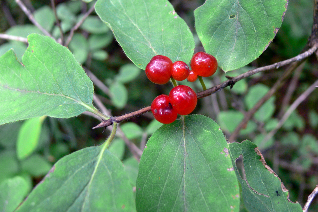 Image of Lonicera xylosteum specimen.