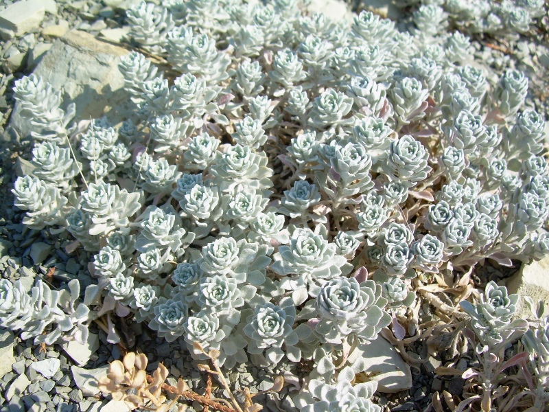 Image of Odontarrhena obtusifolia specimen.