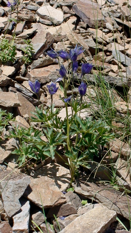 Image of Delphinium foetidum specimen.