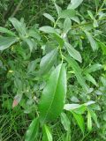 Salix × laurina. Ветвь. Ярославская обл., Некоузский р-н, пос. Новый Некоуз, берег р. Ильд. 15.06.2011.