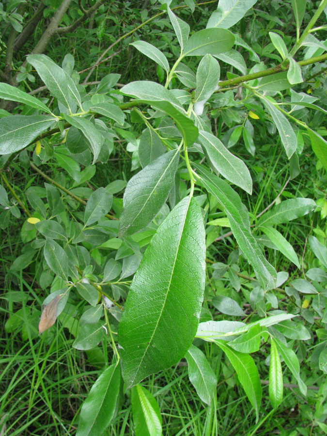 Image of Salix × laurina specimen.