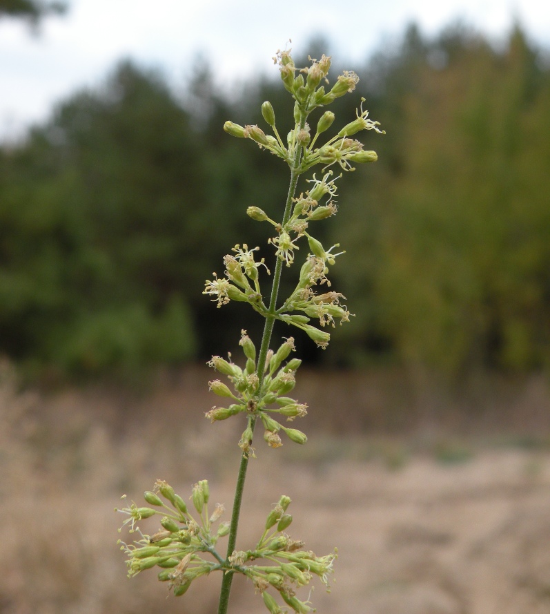 Изображение особи Silene borysthenica.