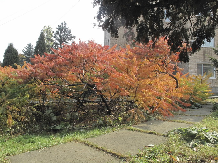 Изображение особи Rhus typhina.