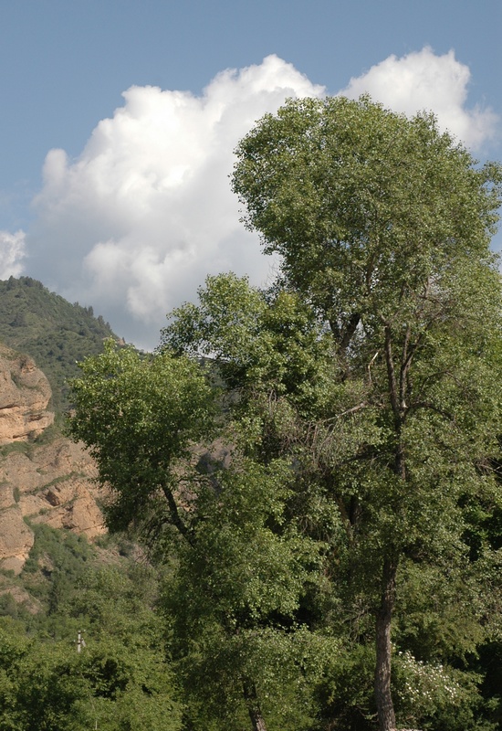 Image of Populus balsamifera specimen.