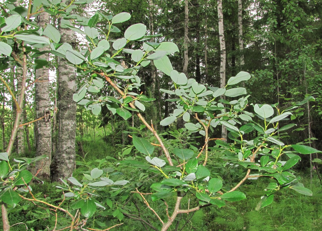 Изображение особи Salix starkeana.