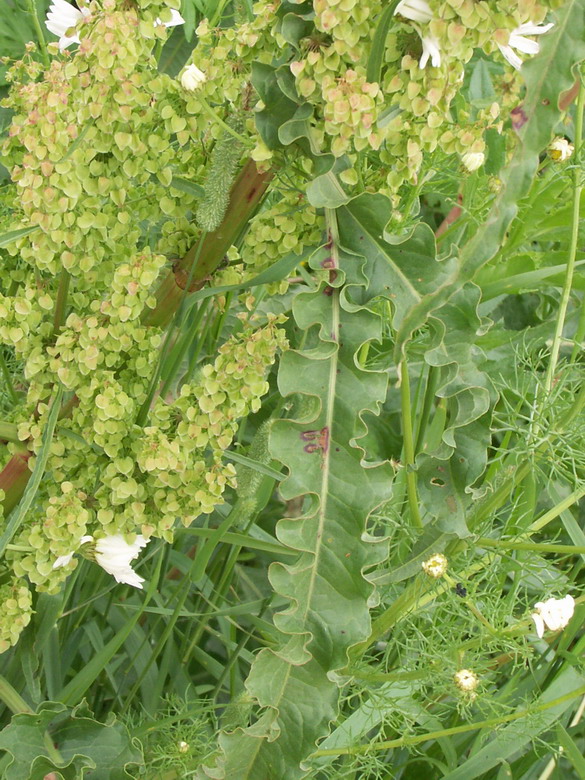 Image of Rumex longifolius specimen.