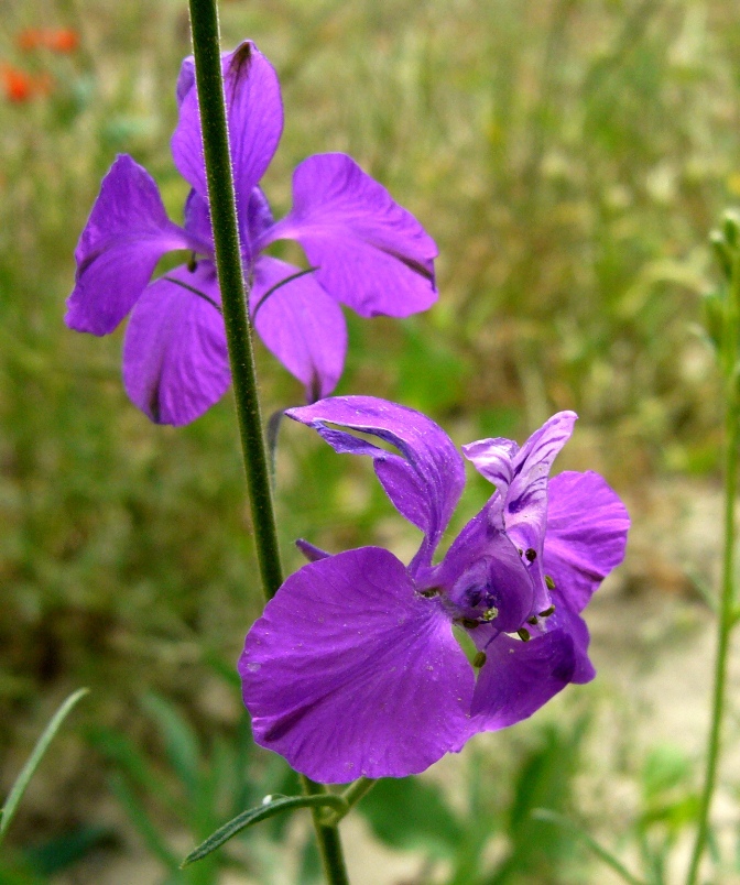 Image of Delphinium hispanicum specimen.