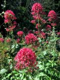 Centranthus ruber