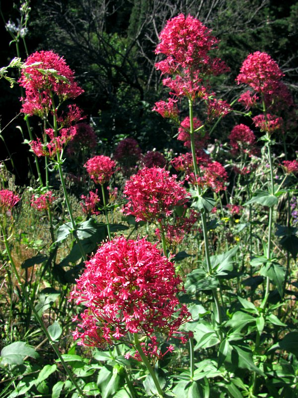 Image of Centranthus ruber specimen.