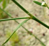 Polygonum hyrcanicum. Междоузлие с листом. Копетдаг, Чули. Май 2011 г.