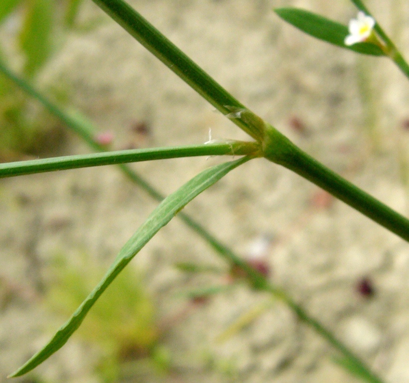 Image of Polygonum hyrcanicum specimen.
