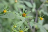 Bidens frondosa