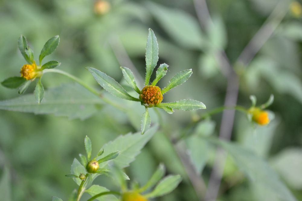 Image of Bidens frondosa specimen.
