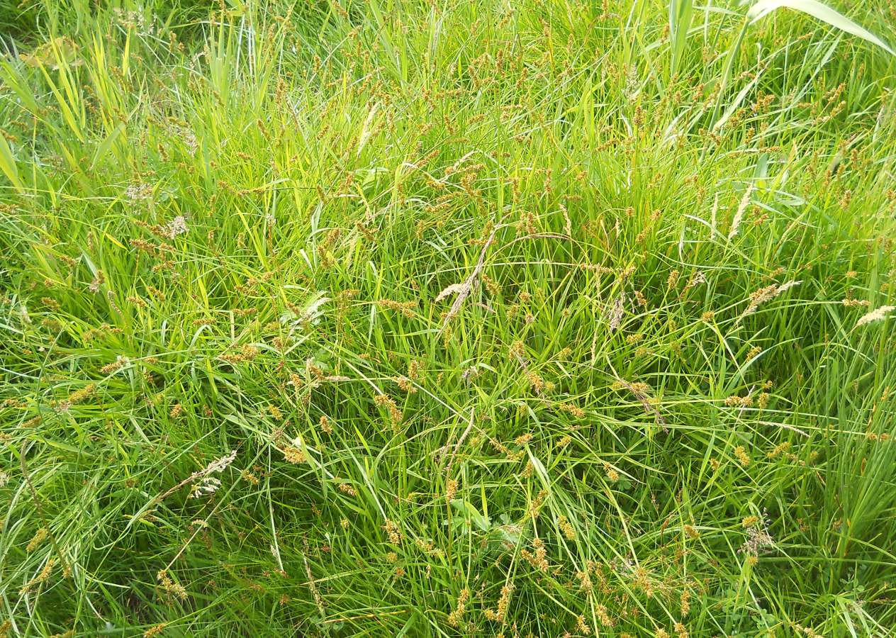 Изображение особи Carex vulpina.