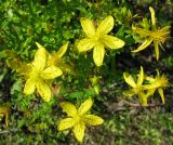 Hypericum perforatum