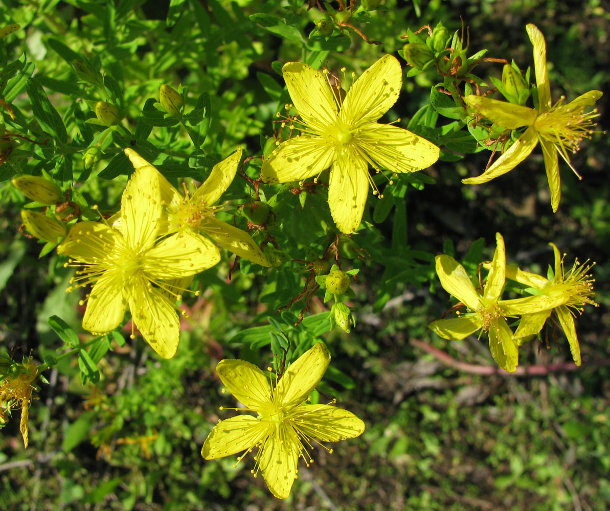 Изображение особи Hypericum perforatum.