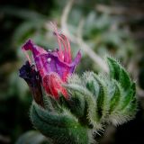 Echium angustifolium. Часть соцветия. Израиль, Шарон, окр. г. Герцлия, псаммофитное злаковое сообщество на старых приморских дюнах. 12.02.2012.