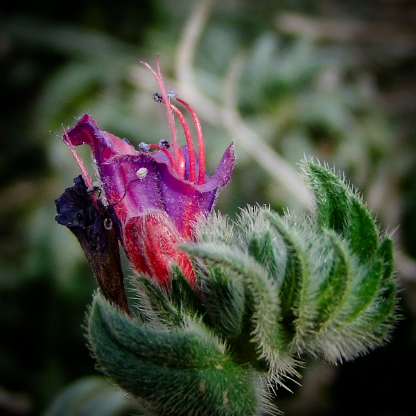 Image of Echium angustifolium specimen.