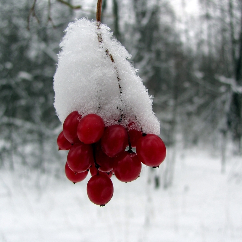 Image of Viburnum opulus specimen.