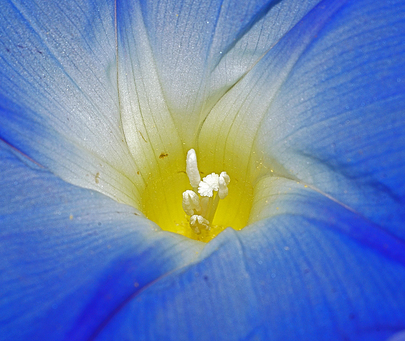 Изображение особи Ipomoea tricolor.