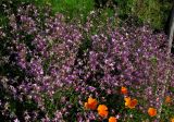 Matthiola bicornis