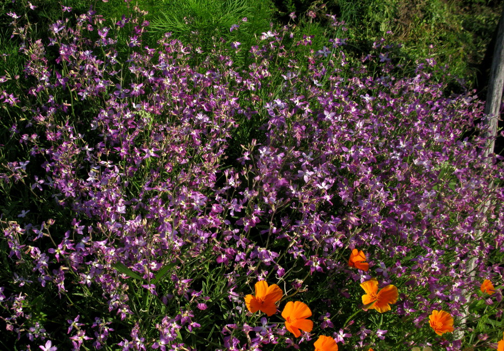 Изображение особи Matthiola bicornis.