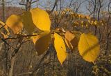 Ulmus japonica. Ветвь с листьями в осенней окраске. Южное Приморье, Борисовское плато, заказник \"Леопардовый\", р. Лиственичная. 12.10.2011.