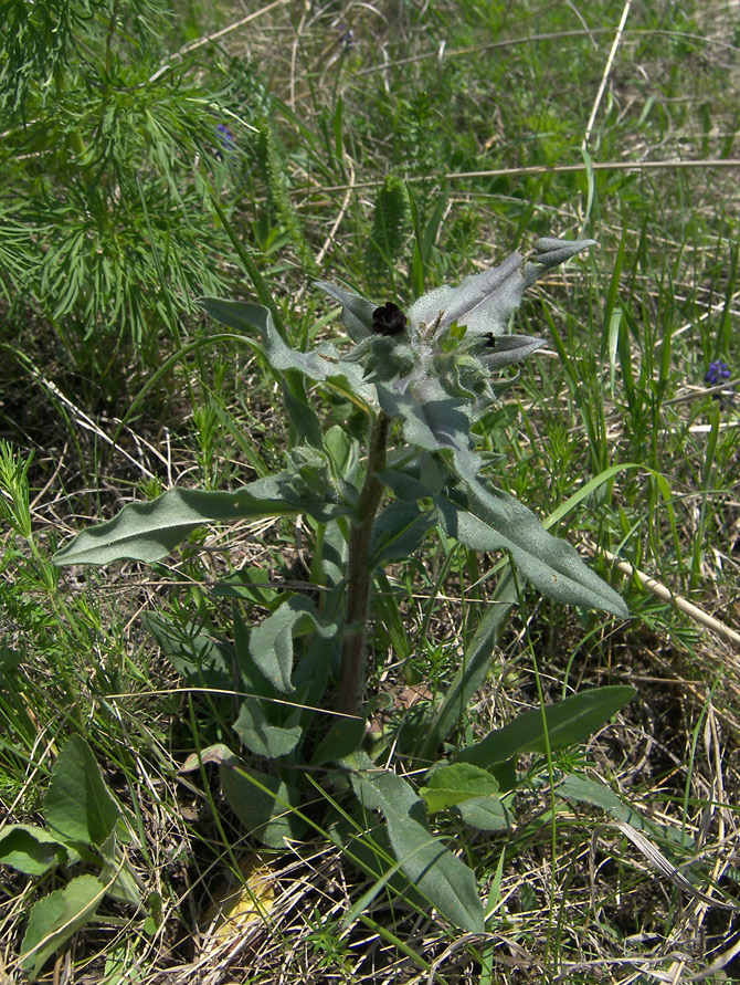 Image of Nonea rossica specimen.