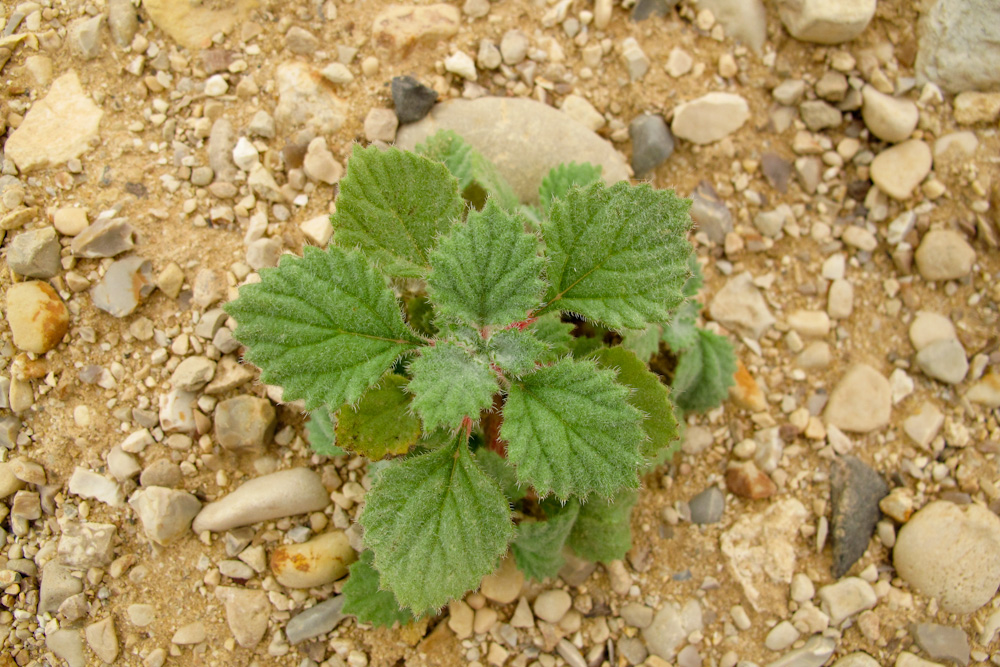 Image of Forsskaolea tenacissima specimen.