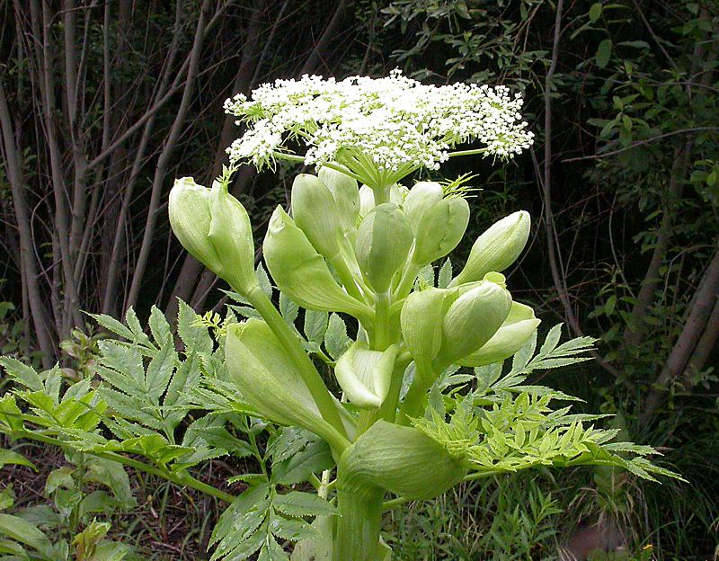 Image of Angelica dahurica specimen.