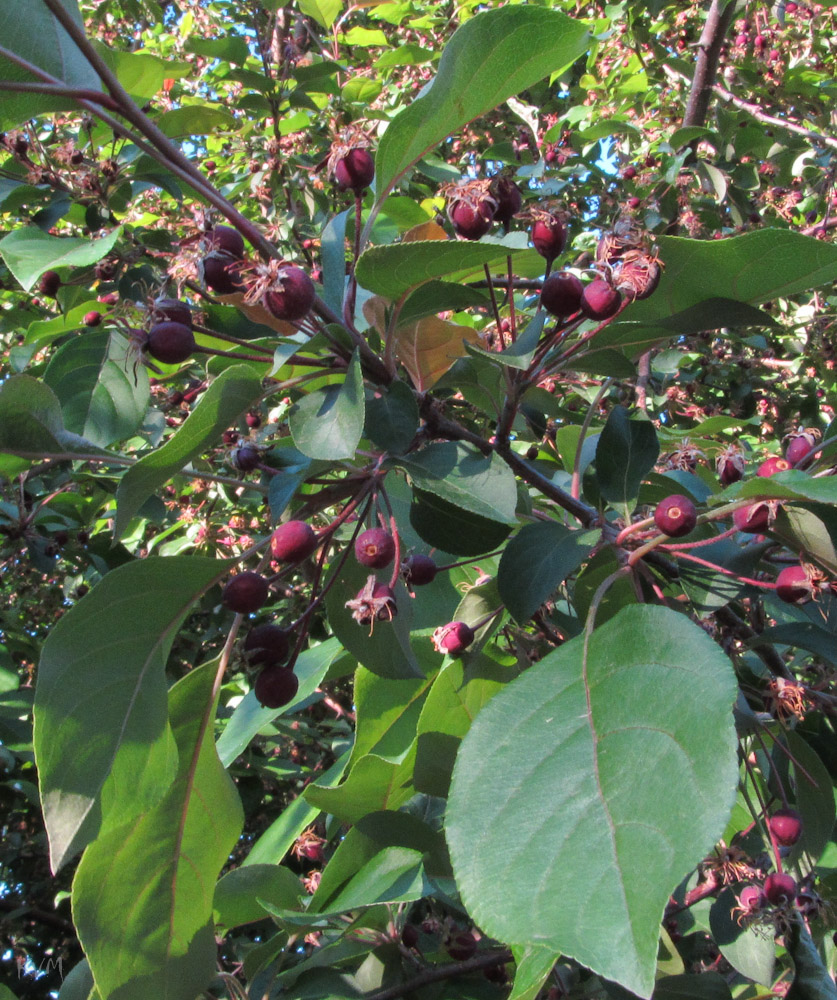 Image of Malus &times; purpurea specimen.