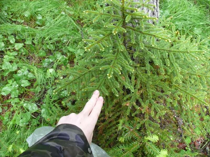 Image of Picea glehnii specimen.