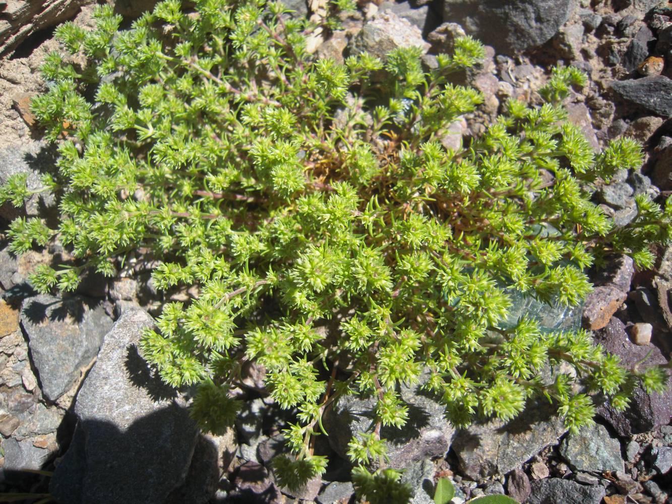Image of Scleranthus polycarpos specimen.