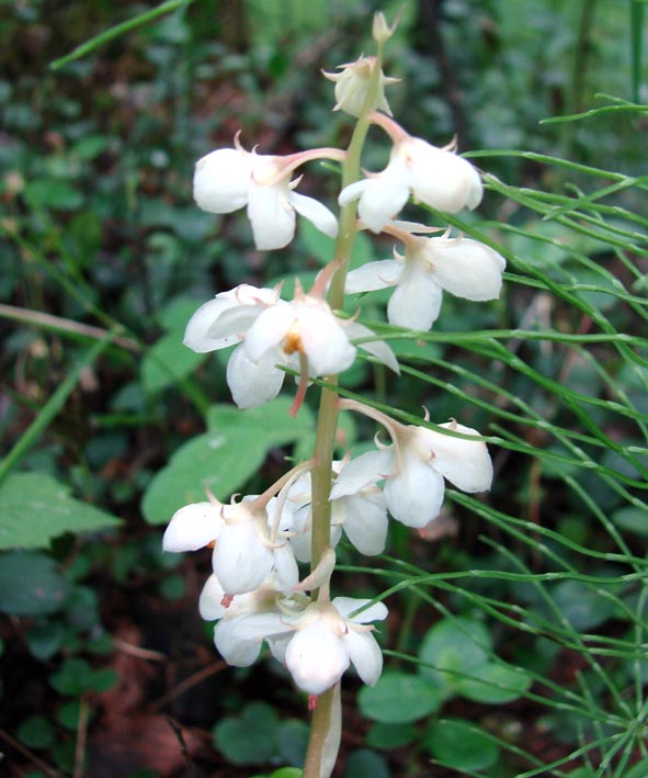 Image of Pyrola rotundifolia specimen.