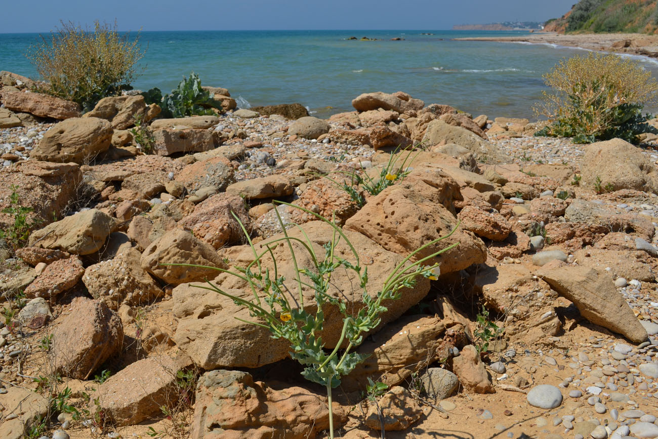 Image of Glaucium flavum specimen.