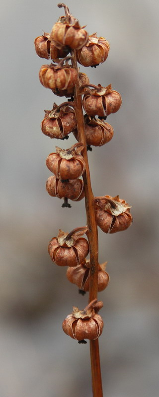 Image of Pyrola minor specimen.