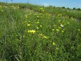 Linum flavum. Аспект льна на склоне балки. Курская обл., Беловский р-н, с. Долгий Колодезь. 16 июня 2006 г.